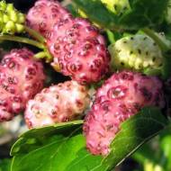 Саженец Шелковица Розовая Принцесса